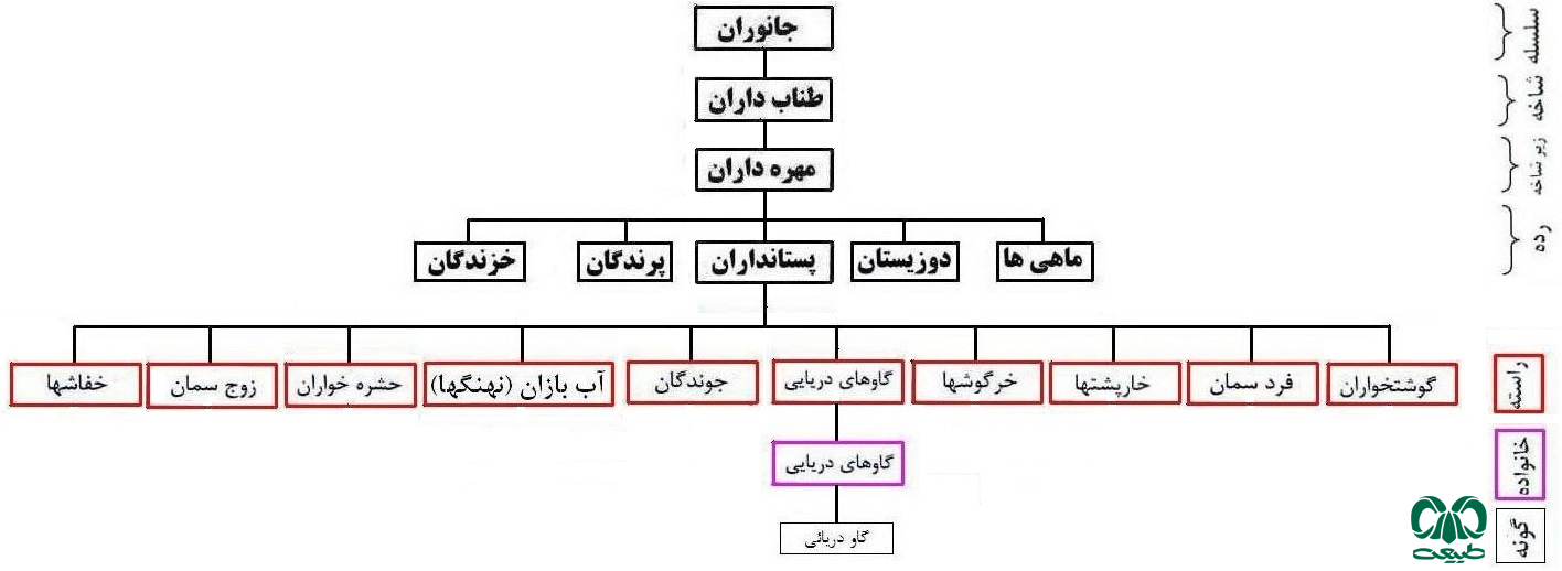 راسته گاوهای دریایی (ORDER SIRENIA)