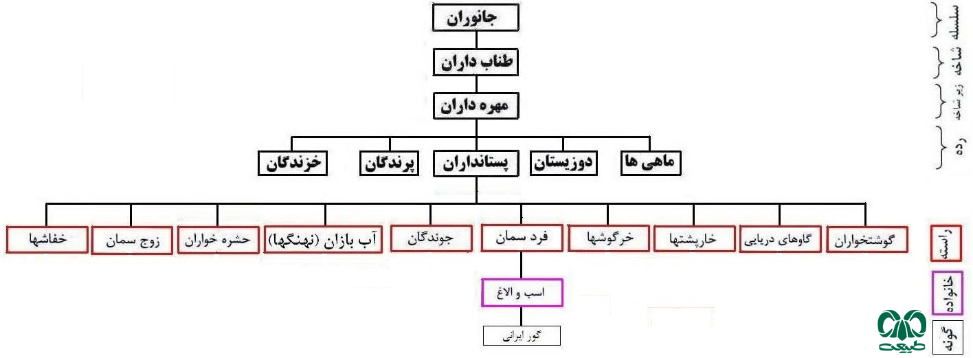 مهم‌ترین ویژگی راسته فردسمان