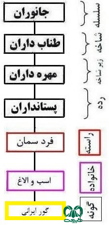 گونه گور ایرانی