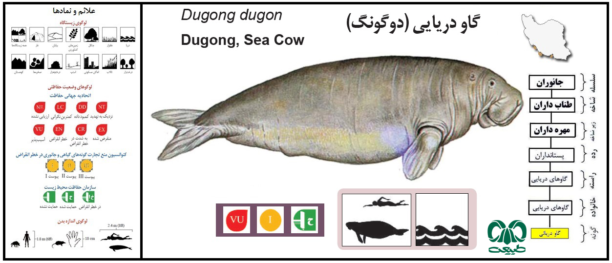این گونه از پستانداران دریایی ایران