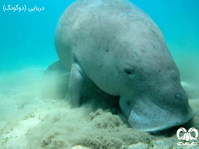 گونه گاو دریایی نیمه اجتماعی است گونه گاو دریایی
