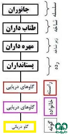 طبقه‌بندی گونه گاو دریایی 