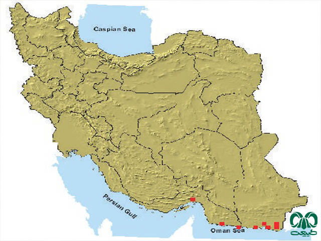 جرد هندی در ایران