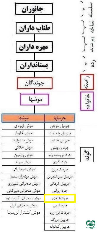 طبقه بندی گونه جرد هندی