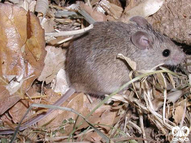 ویژگی‌های ظاهری گونه موش مقدونیه