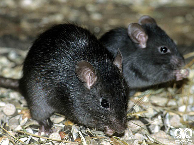 ویژگی‌های ظاهری گونه موش سیاه