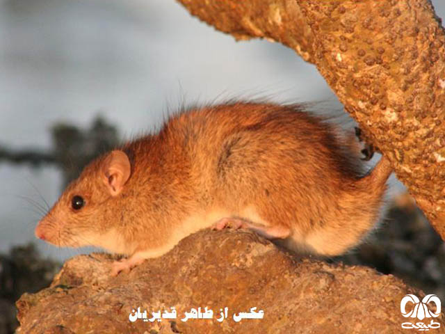 ویژگی‌های زیستی گونه موش سیاه