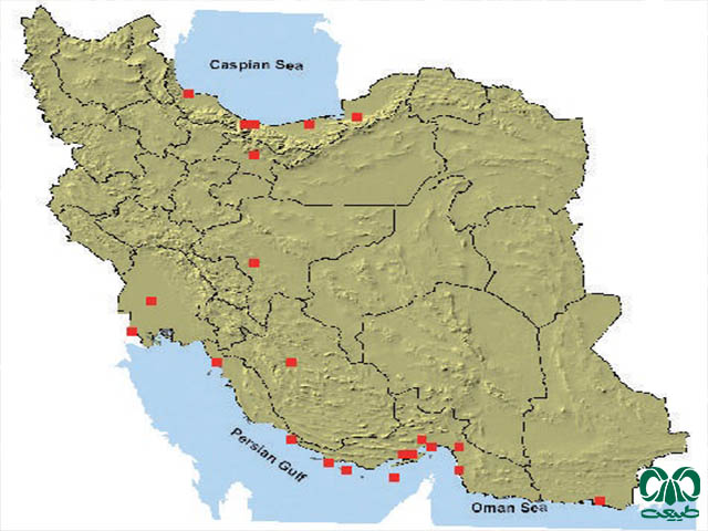 موش سیاه در ایران