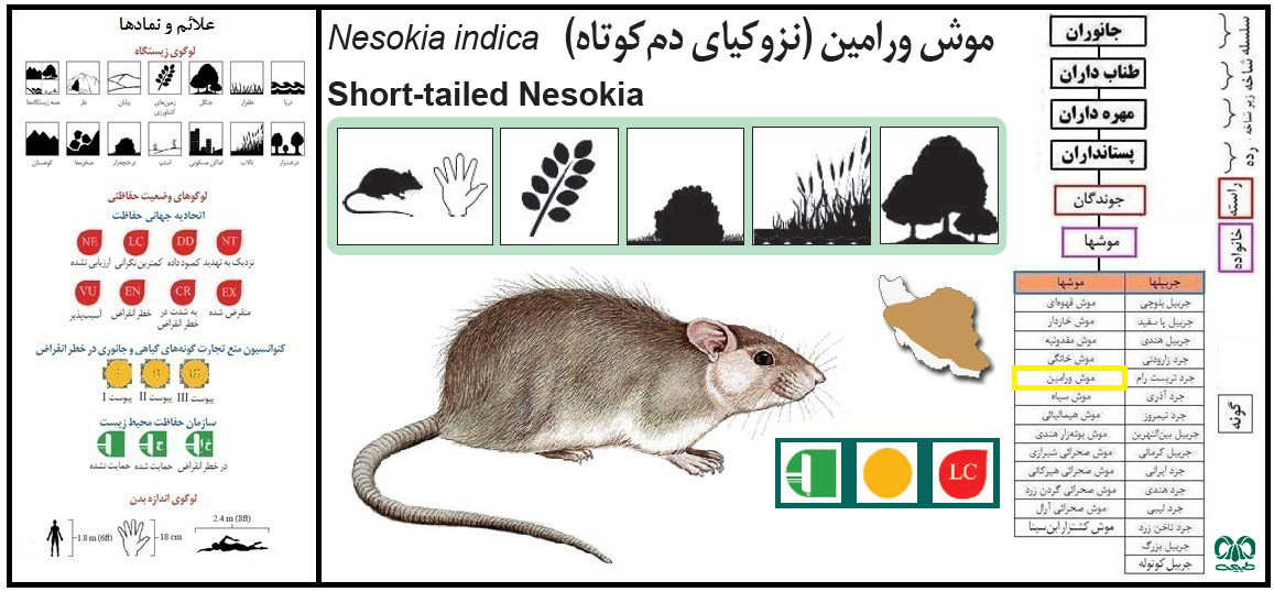 موش ورامین Short-tailed Nesokia موش ورامین