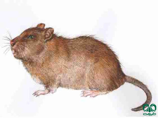 ویژگی‌های ظاهری گونه موش ورامین