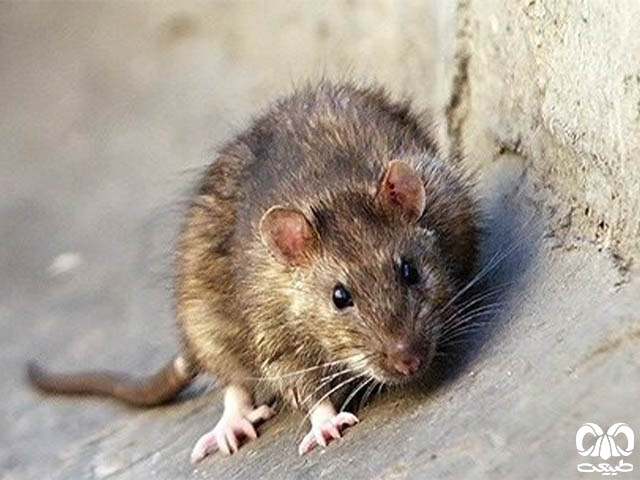 ویژگی‌های زیستی گونه موش ورامین