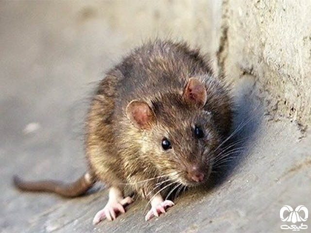 ویژگیهای زیستی گونه موش ورامین، شبگرد است. ویژگیهای زیستی گونه موش ورامین