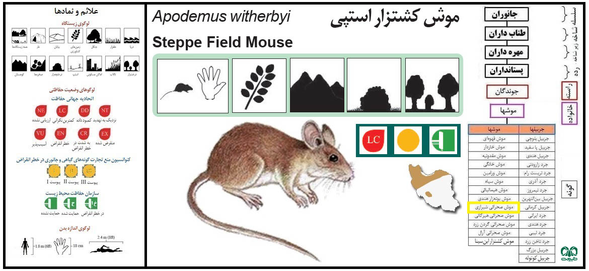 موش صحرایی شیرازی