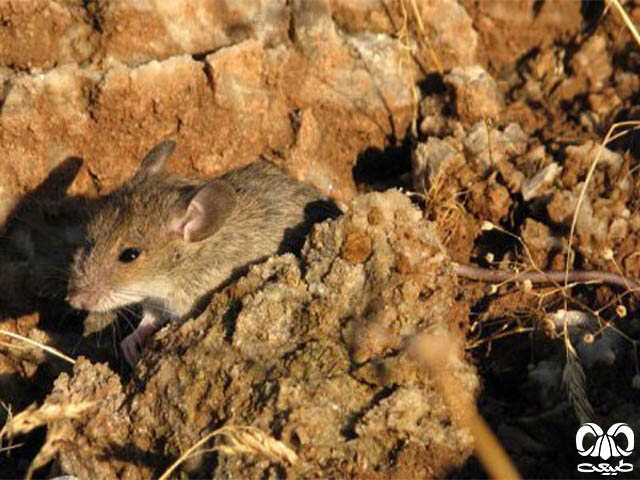 ویژگی‌های ظاهری گونه موش صحرایی شیرازی