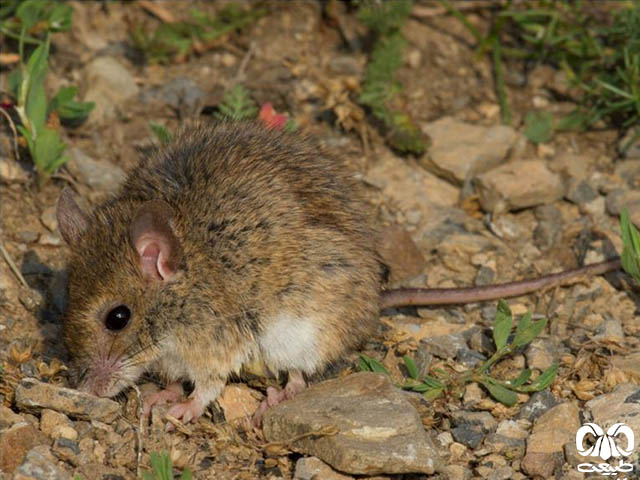 ویژگی‌های زیستی گونه موش صحرایی شیرازی