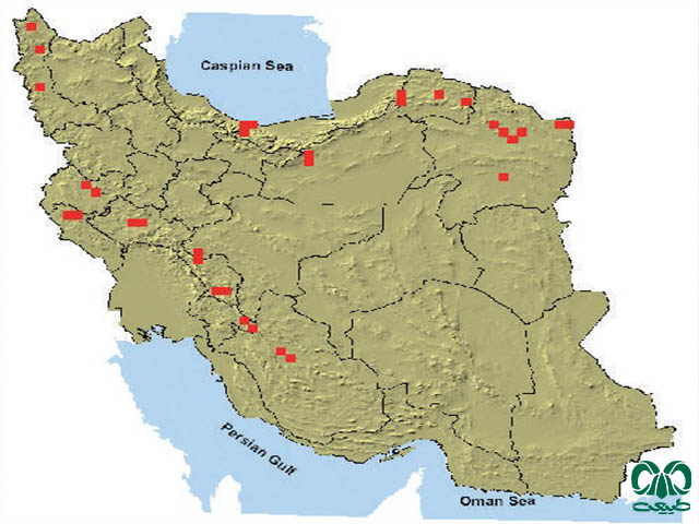 موش صحرایی شیرازی در ایران