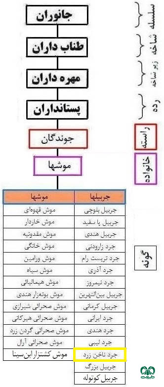 طبقه بندی گونه جرد ناخن‌ زرد