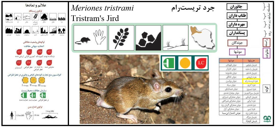 گونه جرد تریست رام