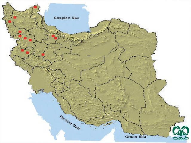 جرد تریست رام در ایران