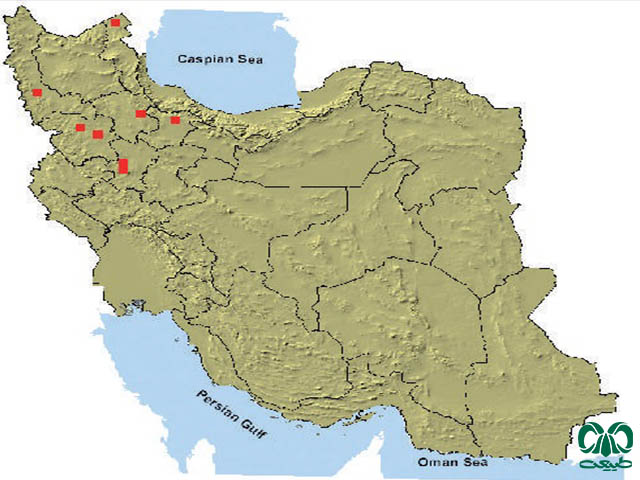 جرد وینوگرادف در ایران