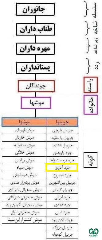 طبقه بندی گونه جرد وینوگرادف