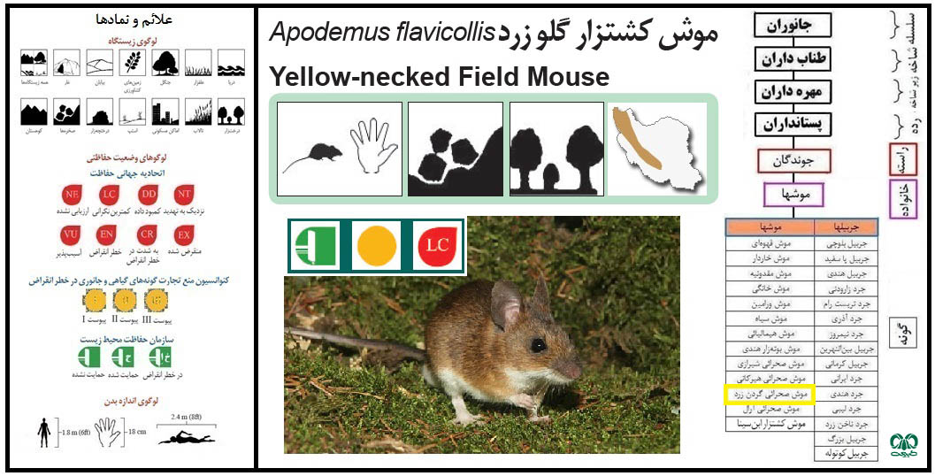 موش صحرایی گردن زرد