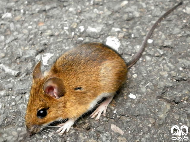 ویژگی‌های ظاهری گونه موش صحرایی گردن زرد 