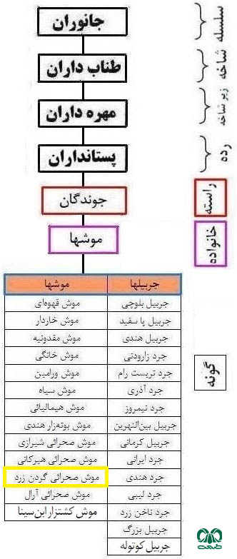 طبقه بندی گونه موش صحرایی گردن زرد 