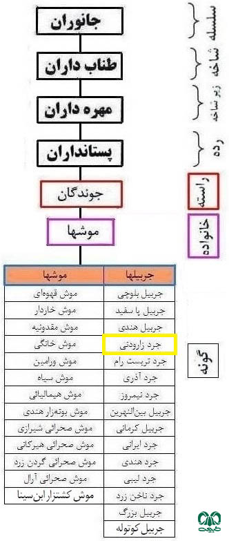 طبقه بندی گونه جرد زارودنی