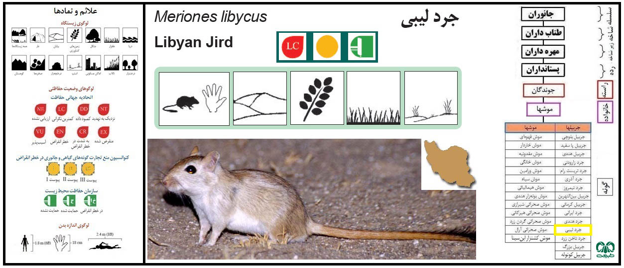 گونه جرد لیبی