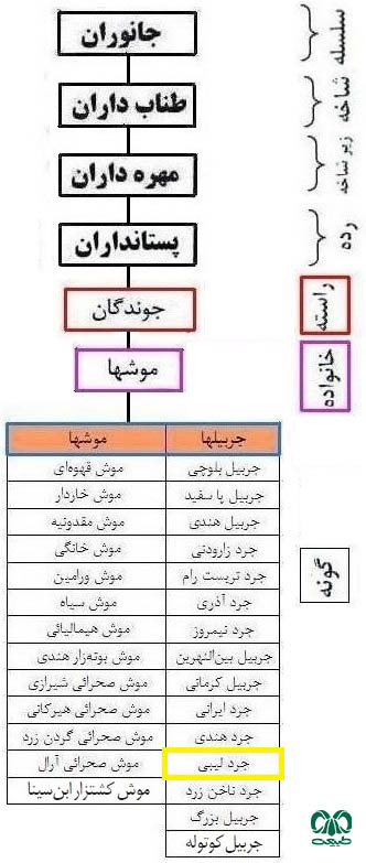 طبقه بندی گونه جرد لیبی