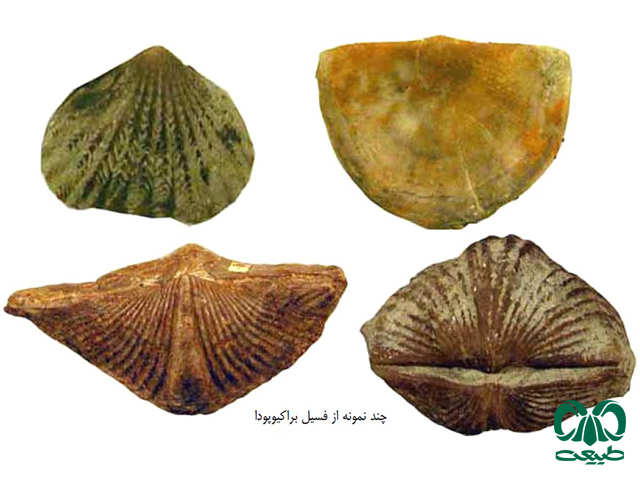 طبقات زمین شناسی