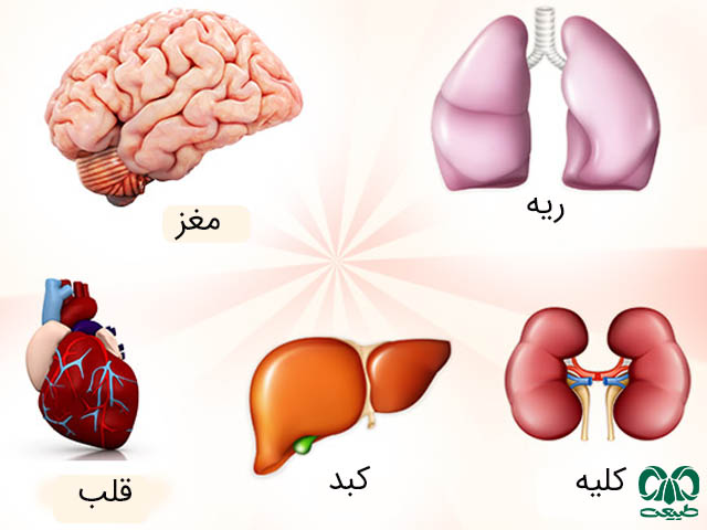 معرفی پنج عضو