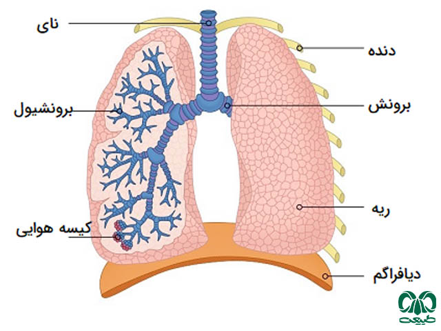 حیاتی ترین مکانیزمها