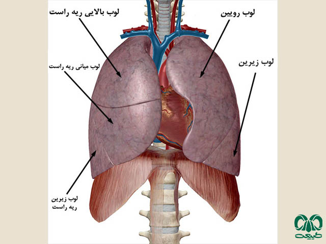 کار اصلی ریه