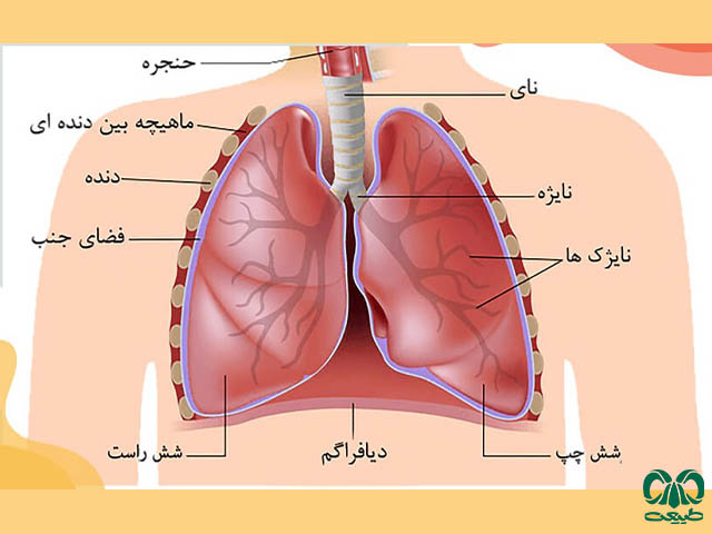 آناتومی ریه