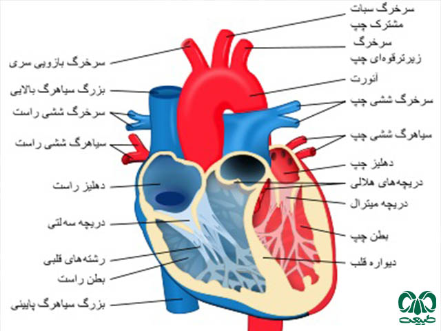 اجزای قلب