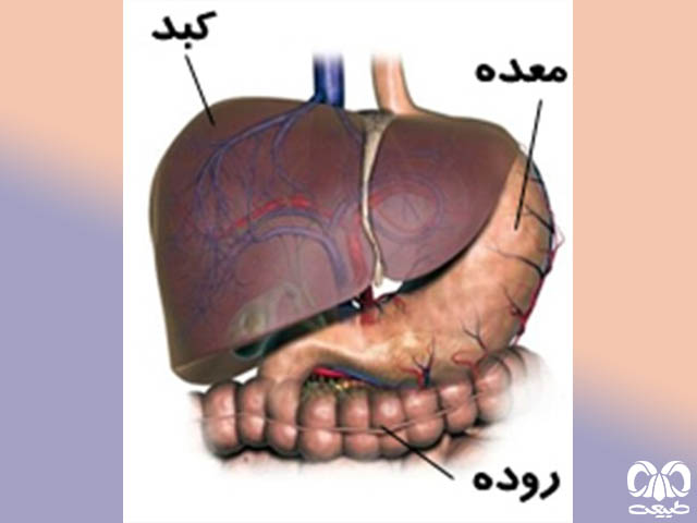 وظیفه اصلی کبد