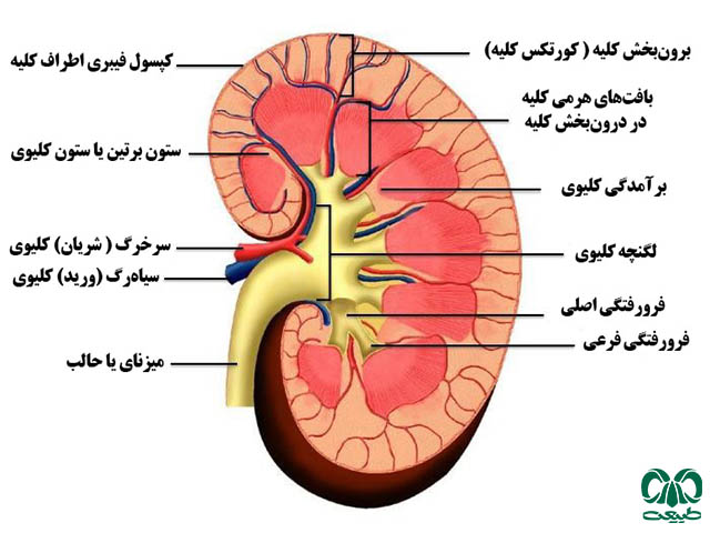 اصلی‌ترین عملکرد کلیه