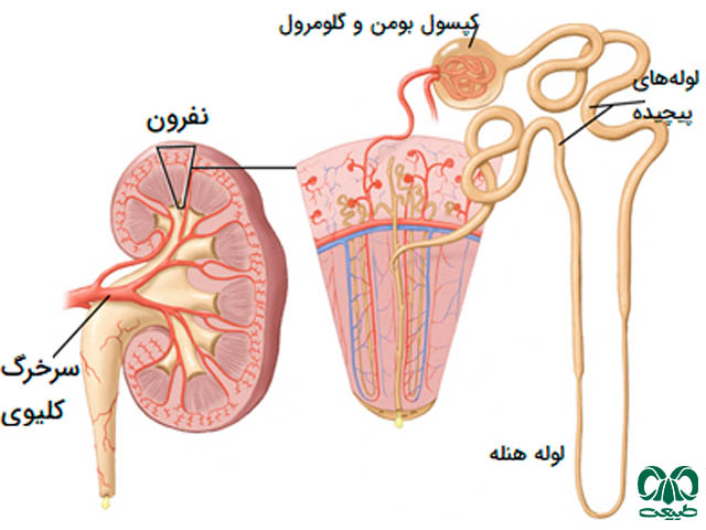 کلیه انسان