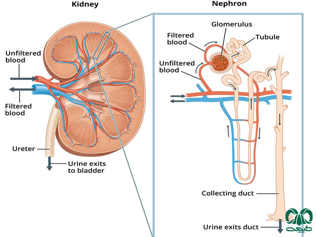 kidney