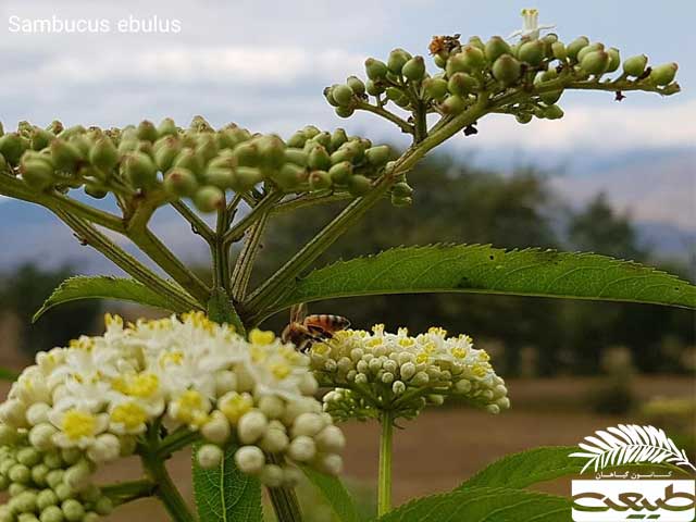 گیاه بوته‌ای 