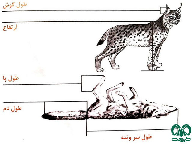 نحوه اندازه‌گیری طول بدن پستانداران