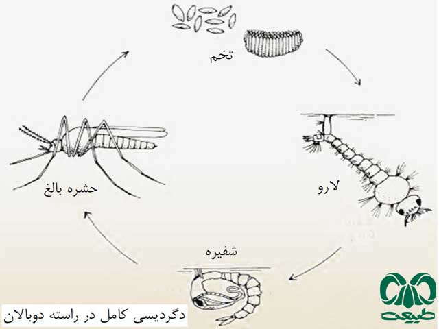 مراحل بلوغ