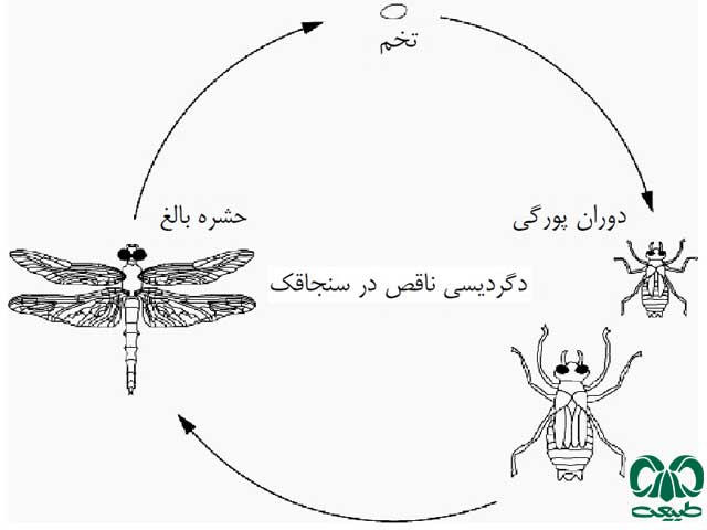 چرخه زندگی حشرات