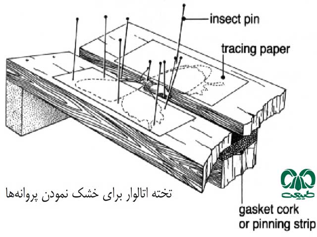 آماده‌سازی حشرات بزرگ