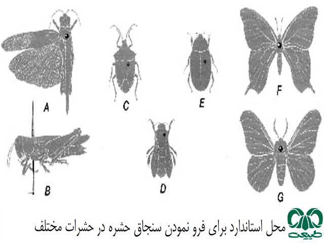 نقاط استاندارد