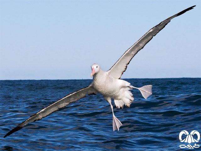 Wandering Albatross