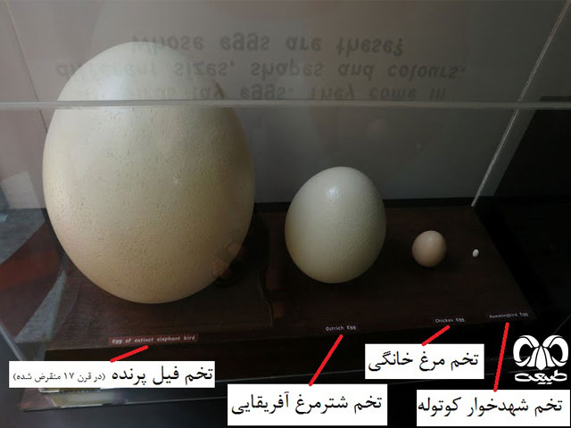 مقایسه تخم پرندگان