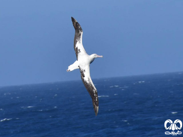 Great Wandering Albatross